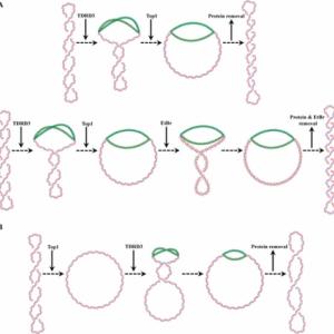 Supercoiling retention assay with negatively supercoiled (A) or relaxed (B) DNA substrates