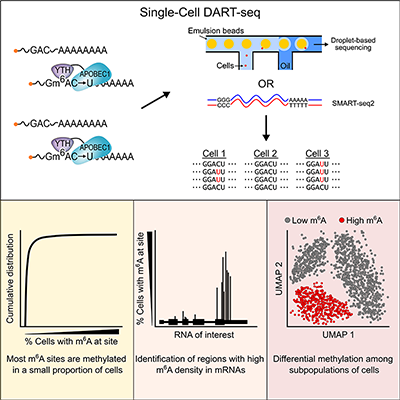 Single-Cell DART Sequence