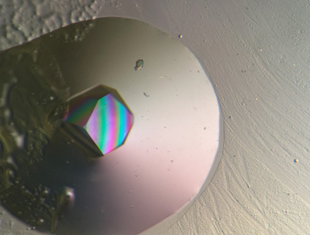 Crystals set up by middle- and high school-aged participants during the science outreach event