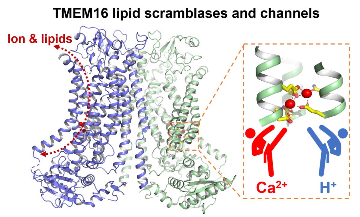  TMEMTMEM16F, is regulated by intracellular pH in a calcium-dependent manner. 