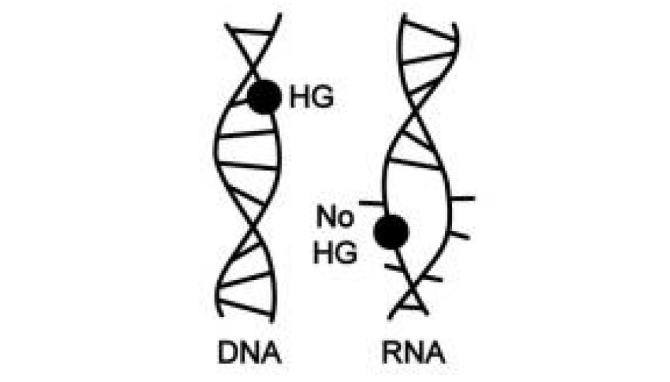DNA and RNA