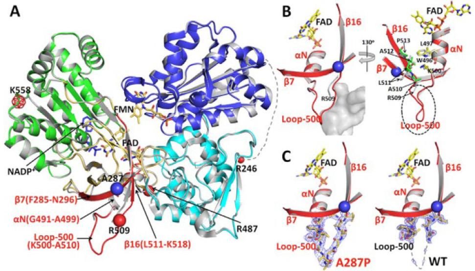 Human NADPH-cytochrome P450