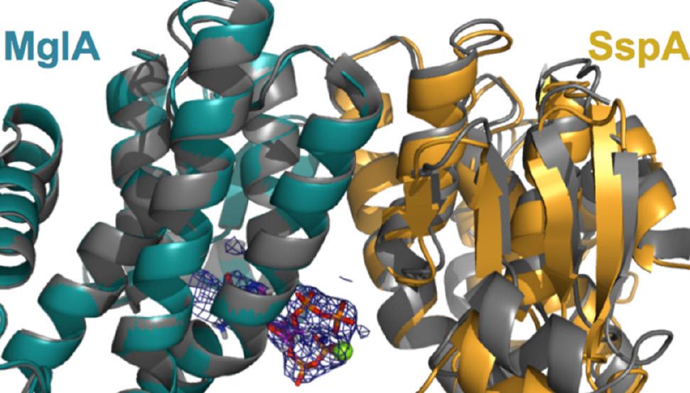 Francisella tularensis 