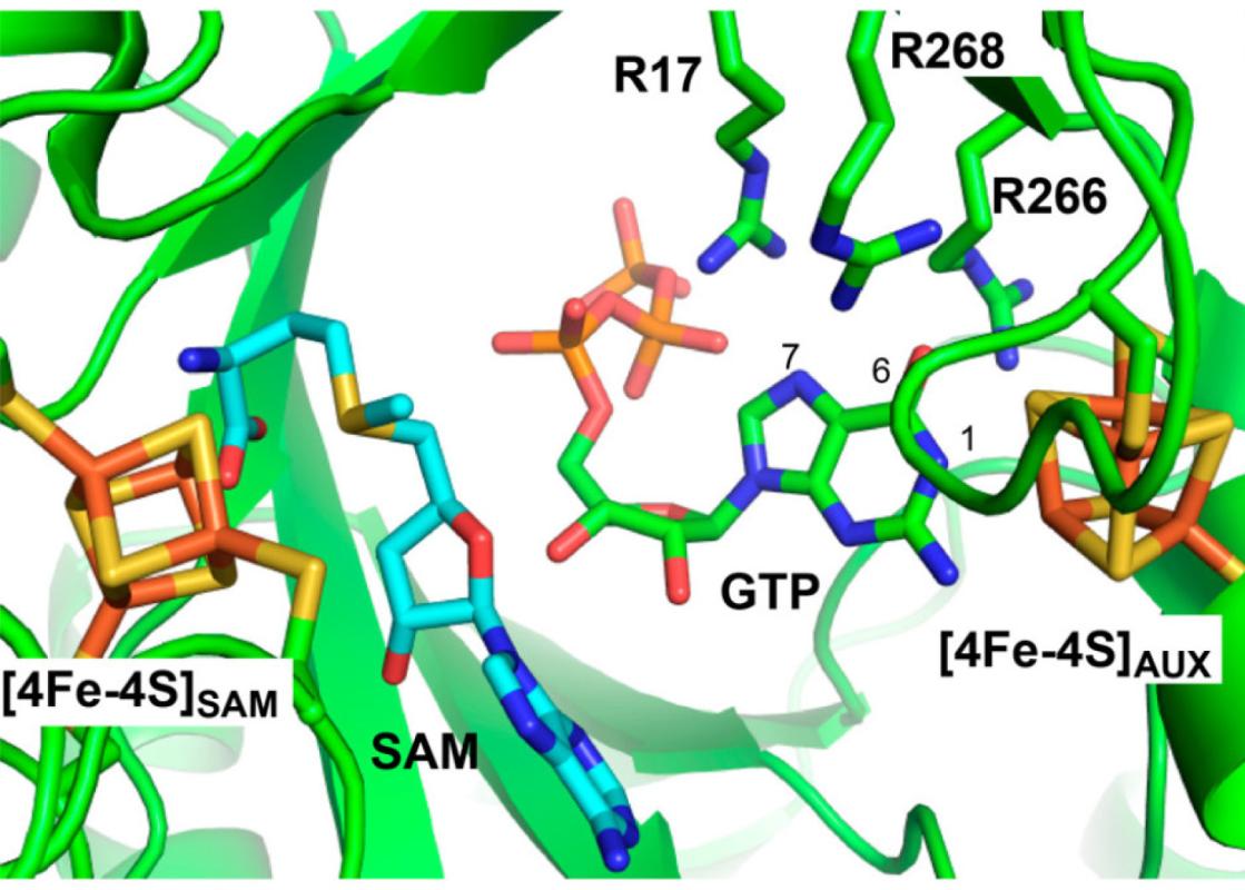 Structural model of MoaA active site created by overlaying the reported structures of MoaA in complex with SAM (42) (PDB ID: 1TV8, cyan) and with GTP (48) (PDB ID: 2FB3, green).