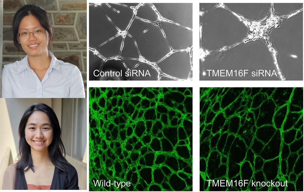 JCS First Person - Yang