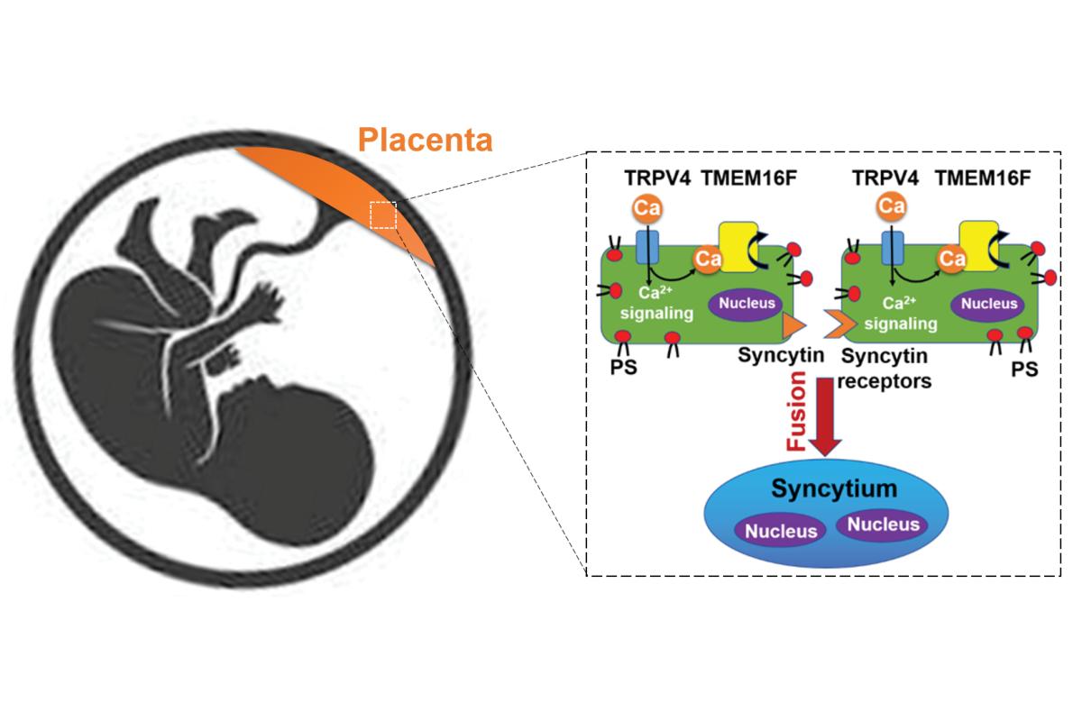TRPV4 operates  TMEM16F and mediates cell fusion event