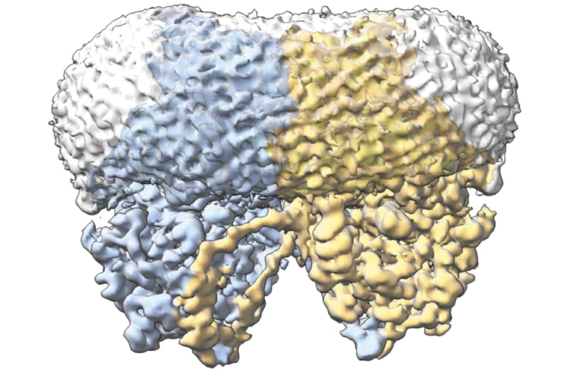 The cryo-EM densities for two Chs2 protomers are colored blue and yellow, respectively. 