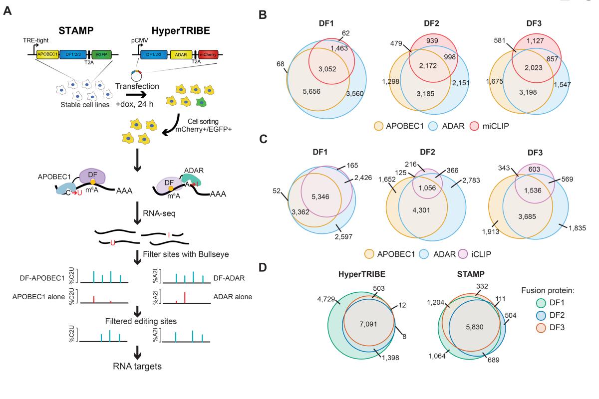 TRIBE STAMP simultaneously identifies the target mRNAs of distinct proteins in cells. 