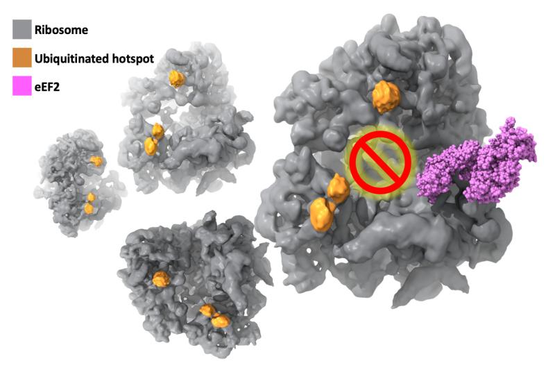 New regulation of protein production in cells under oxidative stress using cryo-EM.