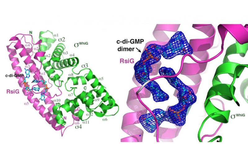 c-di-GMP and Streptomyces