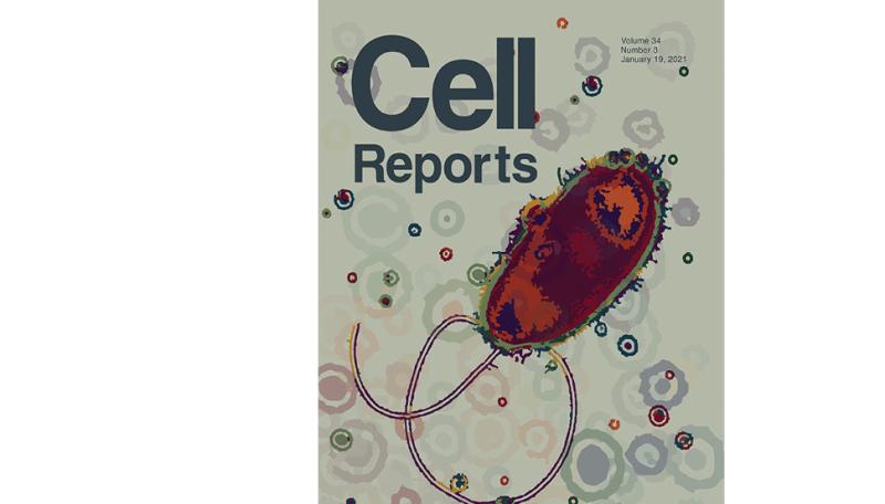 Cell Reports Cover Art by Hannah McMillan