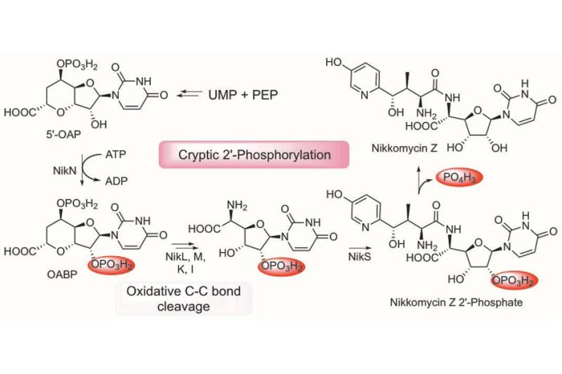 Yokoyama lab discovers cryptic phosphorylation