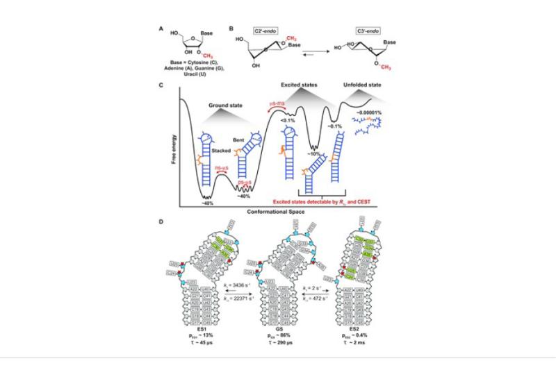 RNA conformational states