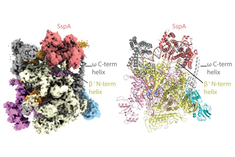 The three-dimensional structure of a protein called the stringent starvation protein A