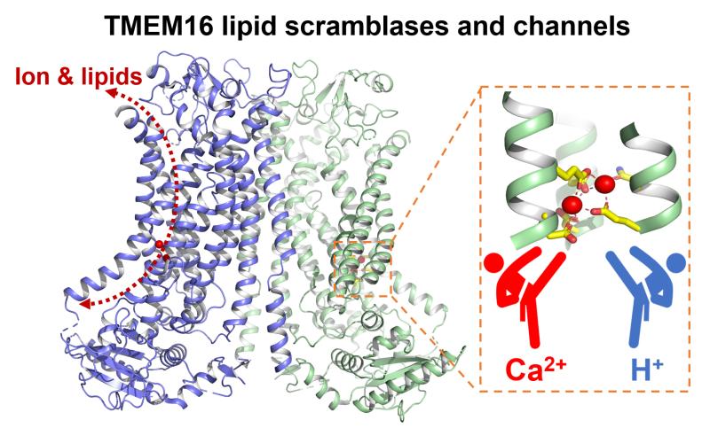  TMEMTMEM16F, is regulated by intracellular pH in a calcium-dependent manner. 