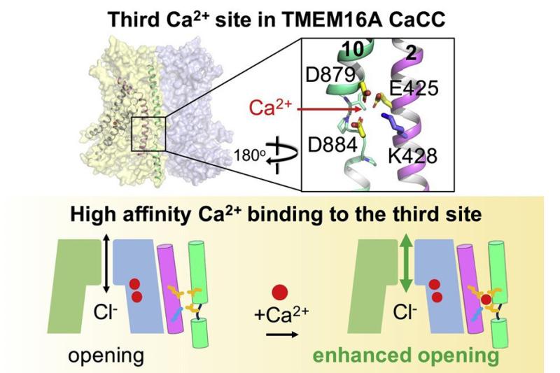 Third CA Site in TMEM16A CaCC