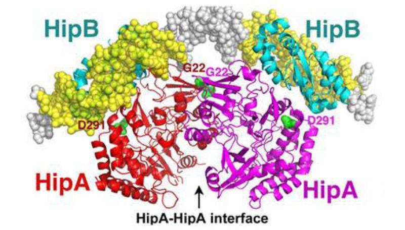 Mutant versions of a protein called HipA cause multidrug tolerance in urinary tract infections.