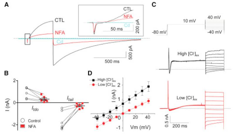 Depolarizing an IO neuron to +10 mV elicited a large Ca2+ sensitive, time-dependent, outward rectifying current (Itdo) with a slow decaying tail current (Itail) at the end of depolarization.