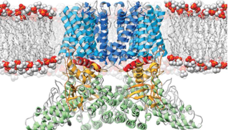 A ribbon diagram depicting the structure of the TRPV2 ion channel