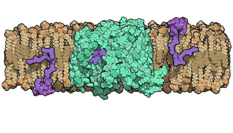 Researchers at Duke University solved the structure of an enzyme that is crucial for helping bacteria build their cell walls. The molecule, called MurJ (shown in green), must flip cell wall precursors (purple) across the bacteria’s cell membrane before th