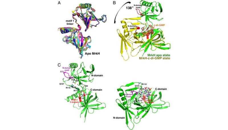 Structures of apo MrkH reveal the use of c-di-GMP–binding residues in stabilization of its extended state