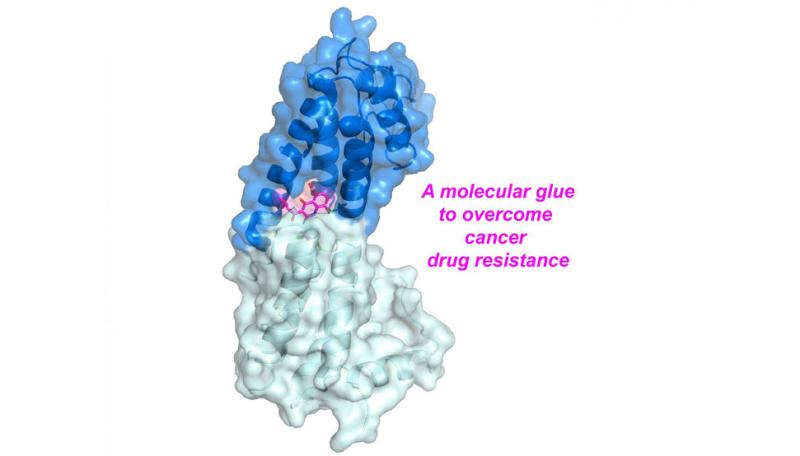 Structure of the complex containing Rev1 and JH-RE-06