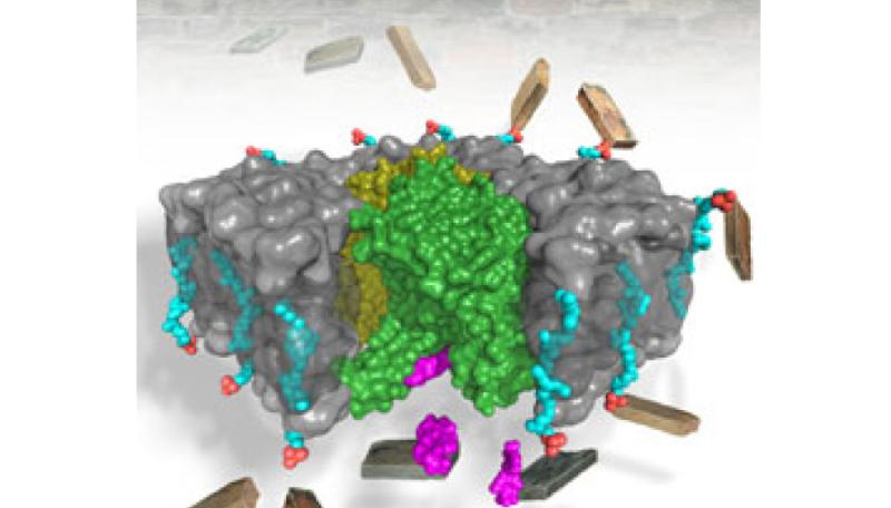 Structure of MraY