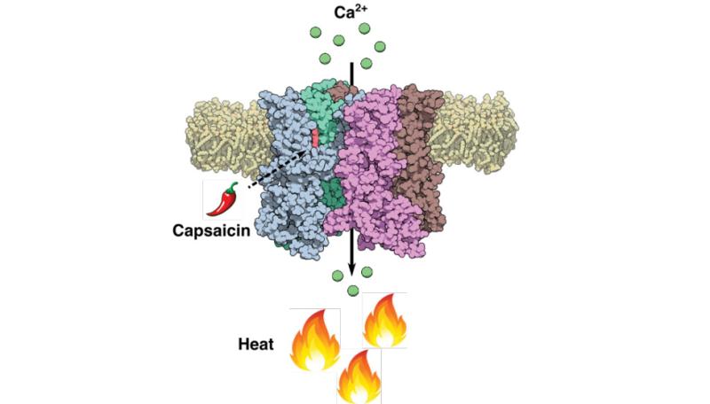 TRPV1 Cartoon