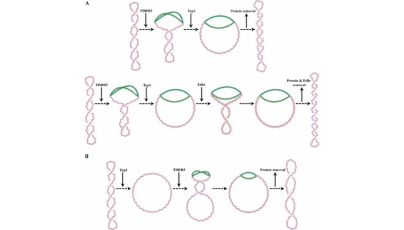 Supercoiling retention assay with negatively supercoiled (A) or relaxed (B) DNA substrates