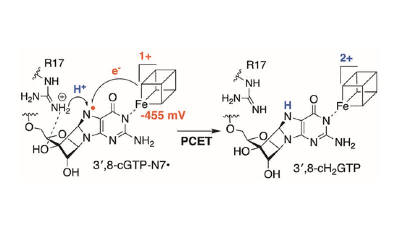 Aminyl Radical Intermediate in the Radical SAM GTP 3'8-Cyclase MoaA