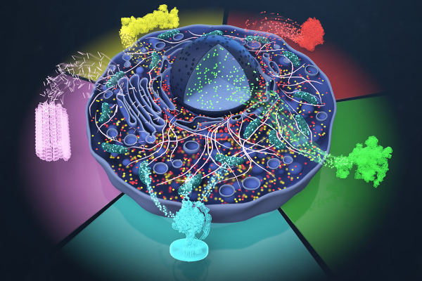 visual proteomics showing how 3D protein structure is determined
