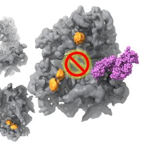 New regulation of protein production in cells under oxidative stress using cryo-EM.