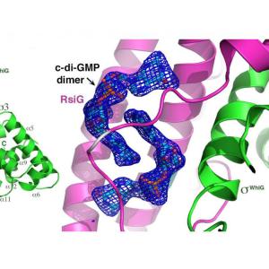 c-di-GMP and Streptomyces