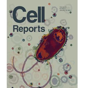 Cell Reports Cover Art by Hannah McMillan