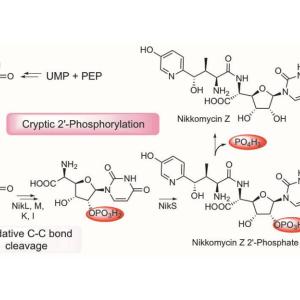 Yokoyama lab discovers cryptic phosphorylation