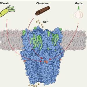 Wasabi Sensor