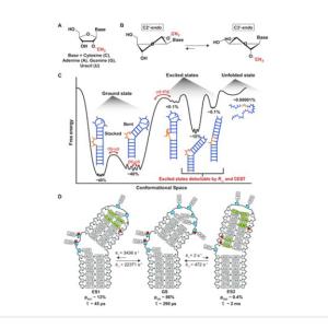 RNA conformational states