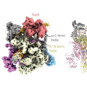 The three-dimensional structure of a protein called the stringent starvation protein A
