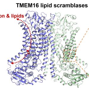  TMEMTMEM16F, is regulated by intracellular pH in a calcium-dependent manner. 