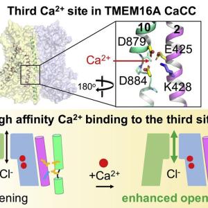 Third CA Site in TMEM16A CaCC