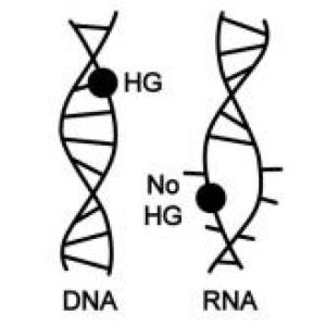 DNA and RNA