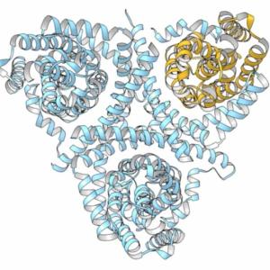  Ribbon diagram model of how anticancer and antiviral drugs can be transported into cells by a structure called a concentrative nucleoside transporter (CNT - yellow helices).