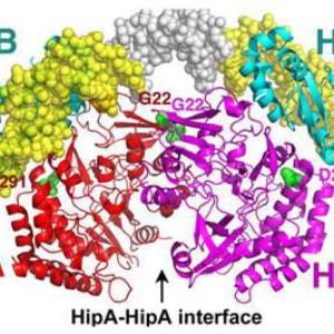 Mutant versions of a protein called HipA cause multidrug tolerance in urinary tract infections. 