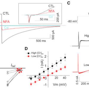 Depolarizing an IO neuron to +10 mV elicited a large Ca2+ sensitive, time-dependent, outward rectifying current (Itdo) with a slow decaying tail current (Itail) at the end of depolarization. 