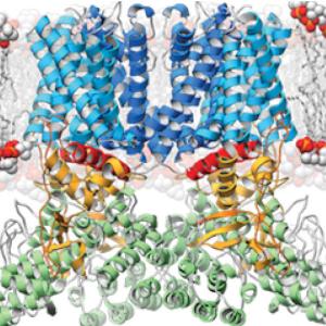 A ribbon diagram depicting the structure of the TRPV2 ion channel