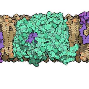 Researchers at Duke University solved the structure of an enzyme that is crucial for helping bacteria build their cell walls. The molecule, called MurJ (shown in green), must flip cell wall precursors (purple) across the bacteria’s cell membrane before th