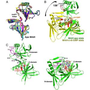 Structures of apo MrkH reveal the use of c-di-GMP–binding residues in stabilization of its extended state