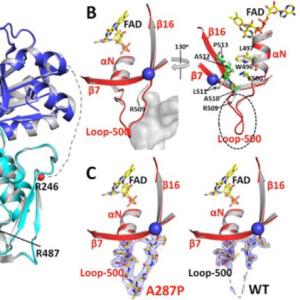 Human NADPH-cytochrome P450