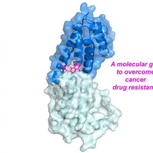 Structure of the complex containing Rev1 and JH-RE-06