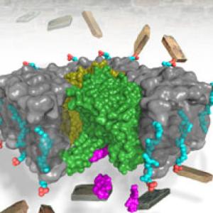 Structure of MraY